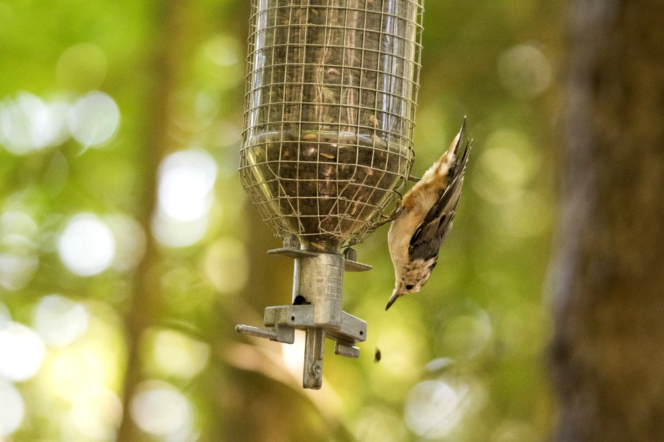 Oiseau (Sittelle  Poitrine Blanche) 045