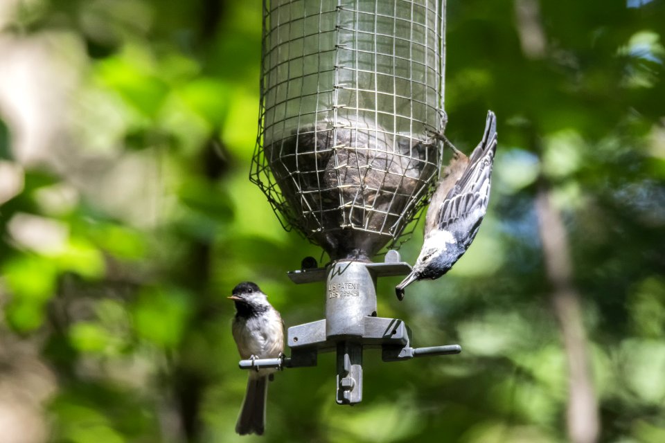 Oiseau (Sittelle  Poitrine Blanche) 058