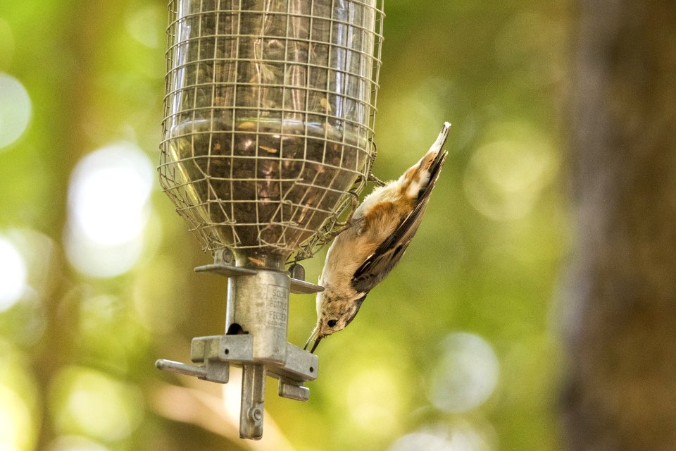 Oiseau (Sittelle  Poitrine Blanche) 049