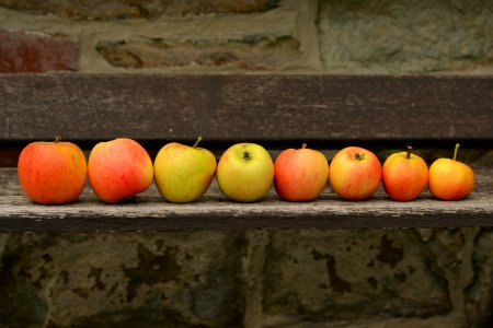 8 Apple Fruit On Top Of Wooden Panel photo