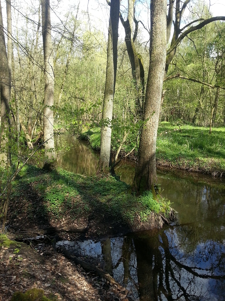 Trees nature landscape
