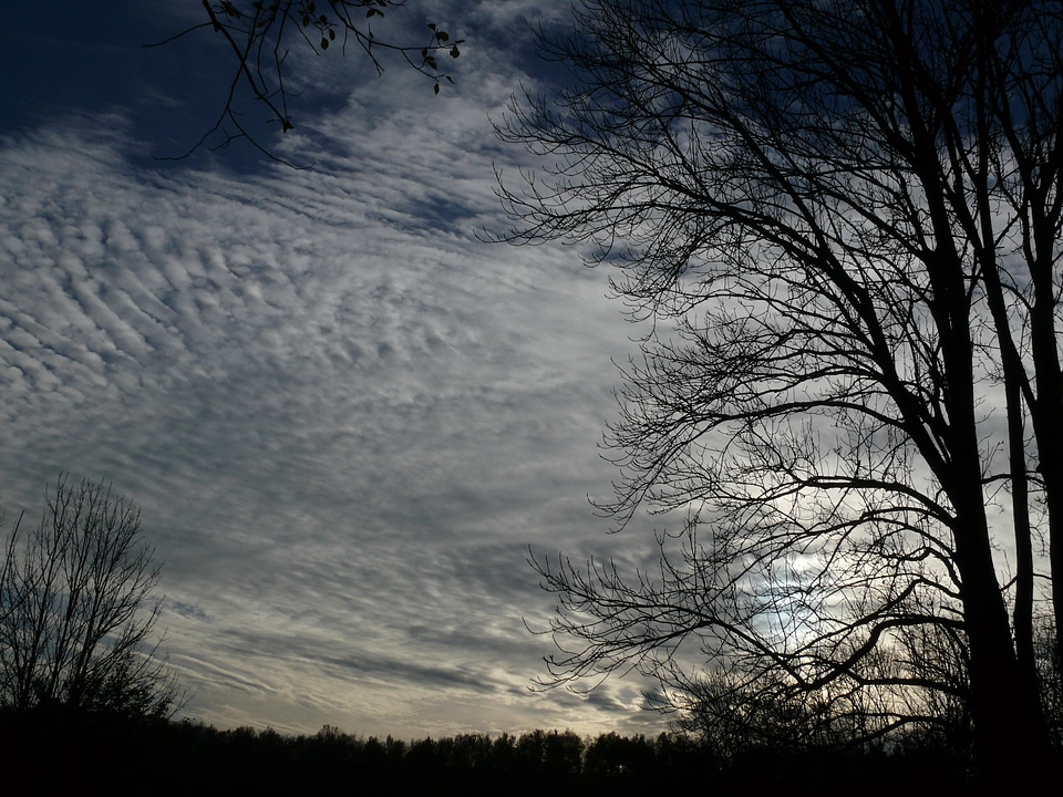 Cloud formation backlighting tree
