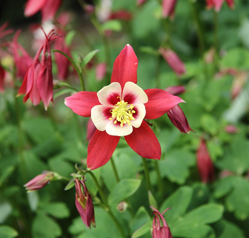 Flowering beauty foliage