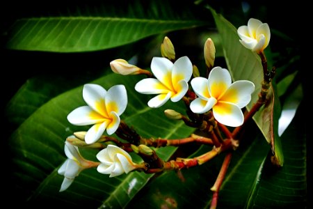 Yellow Plumeria photo