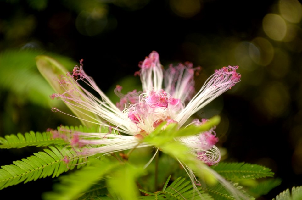 Plumerillo Rosado - Calliandra Parvifolia