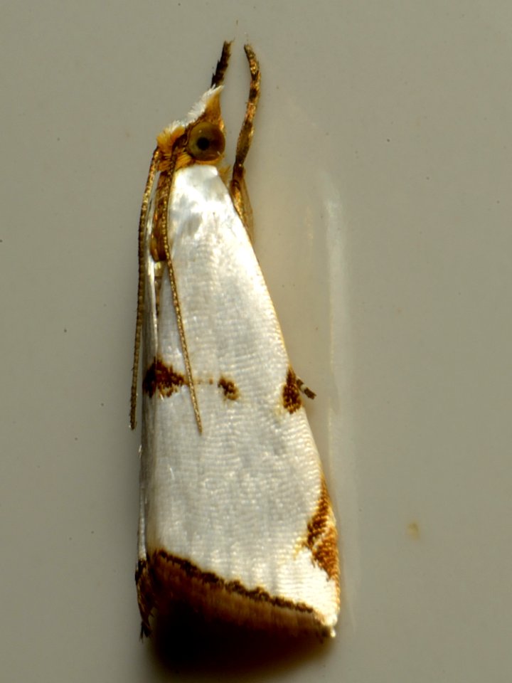 Pollinator Insect Arthropod Moths And Butterflies