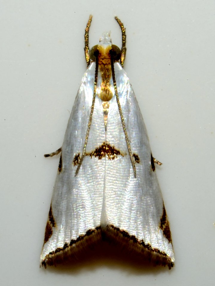 Insect Arthropod Pollinator Moths And Butterflies