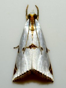 Insect Arthropod Pollinator Moths And Butterflies