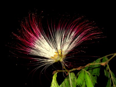 Plumerillo Rosado - Calliandra Parvifolia