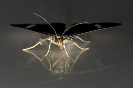 Pollinator Butterfly Arthropod Insect