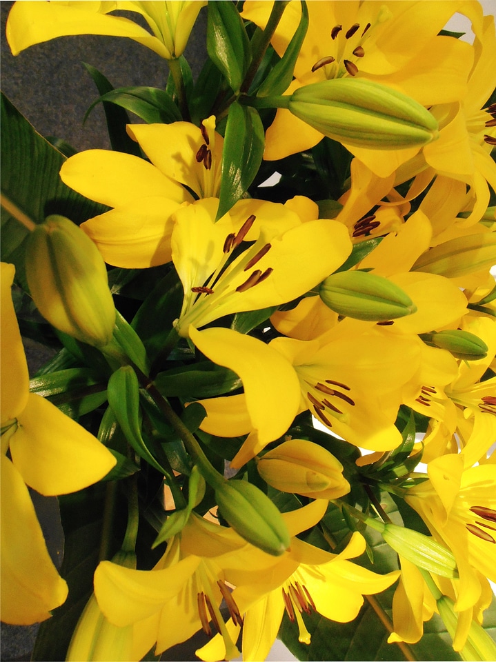 Lily stamen yellow red daylily