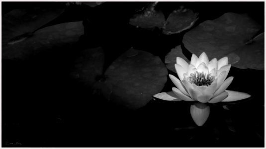 Water Lily photo