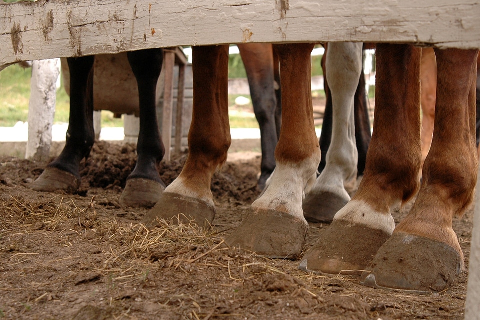 Rider horse riding horses