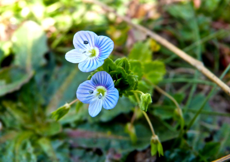 The Tiniest Violets