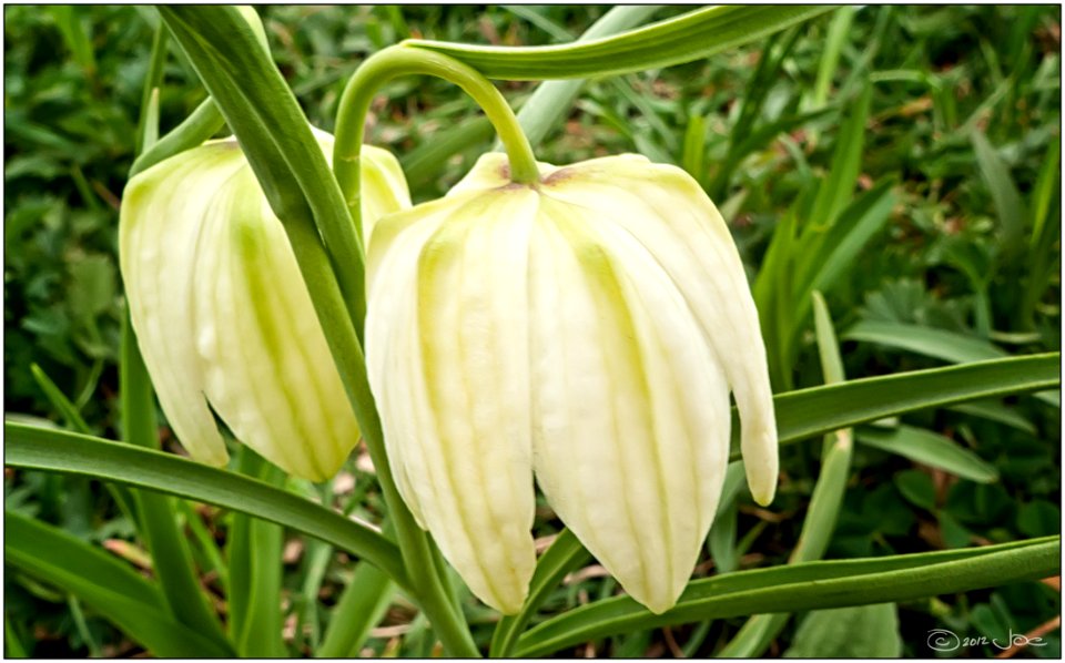 White Guinea Hen Flowers