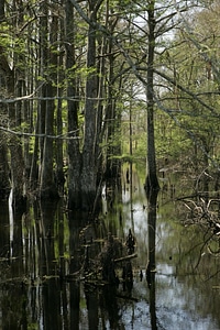 Trees scenic marsh photo