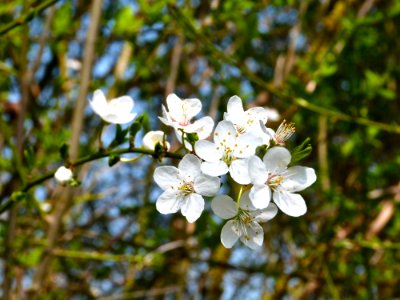 Blossoms (prunus Spinosa)
