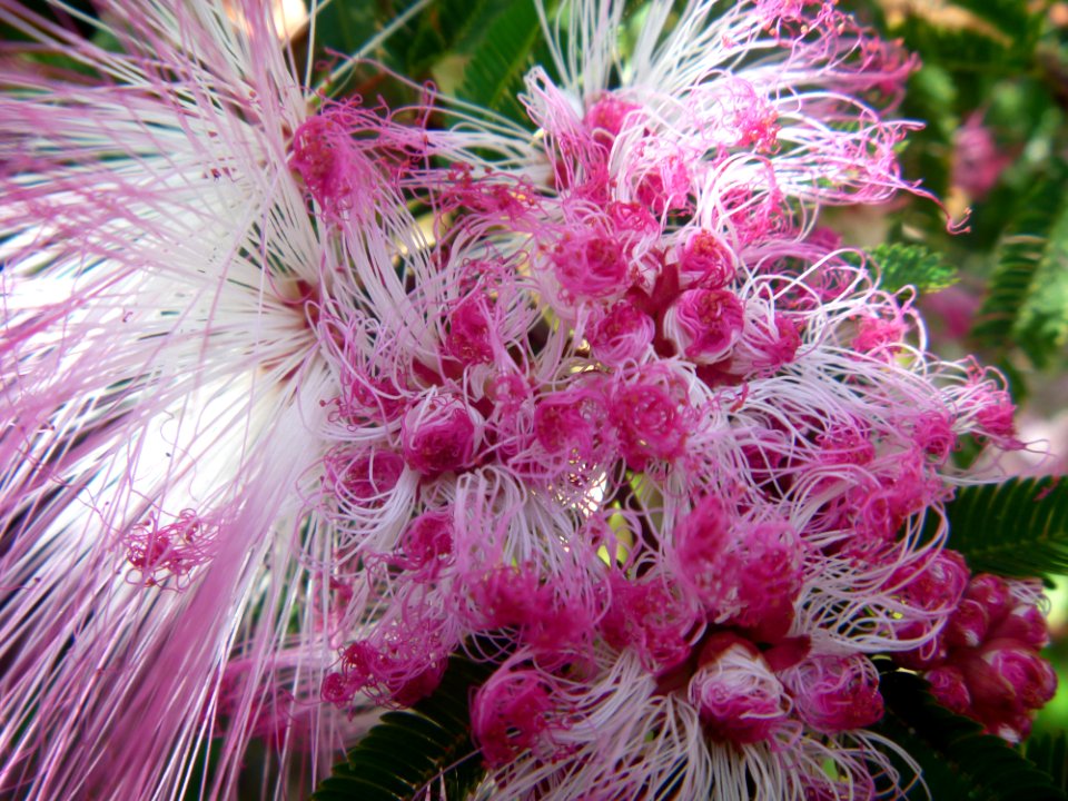 Plumerillo Rosado - Calliandra Parvifolia