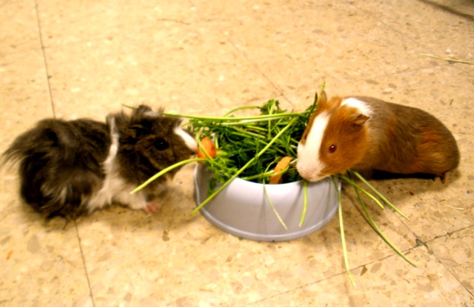 Enjoying Some Greens