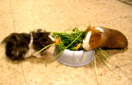 Enjoying Some Greens