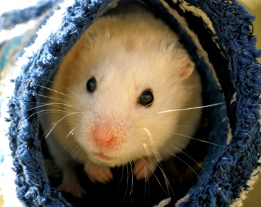 People Who Hate Hamsters