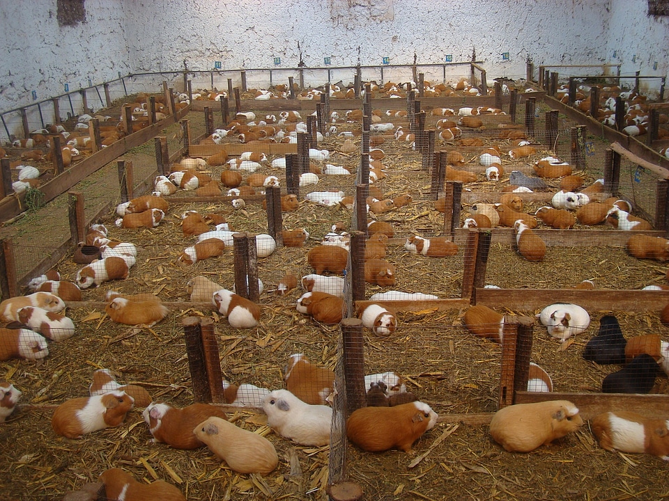 Caged cages production
