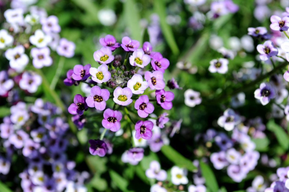White And Purple Lilacs 3
