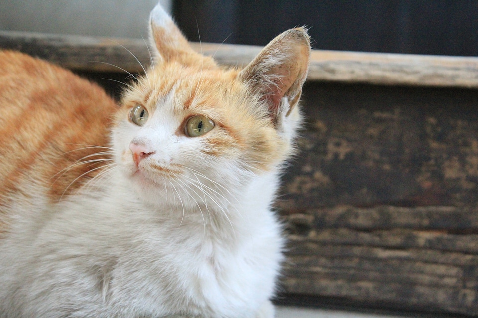 Kitty animal calm