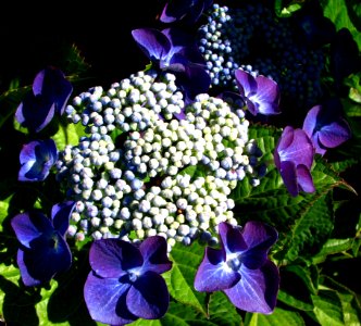 Blue Hydrangea-like Flower