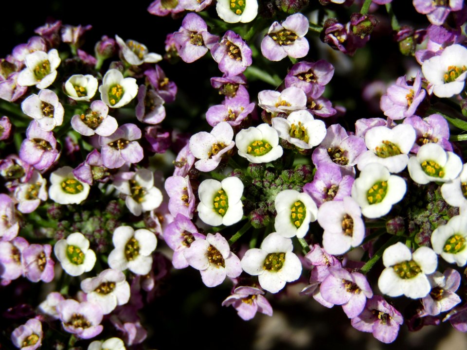 Flower Plant Purple Petal