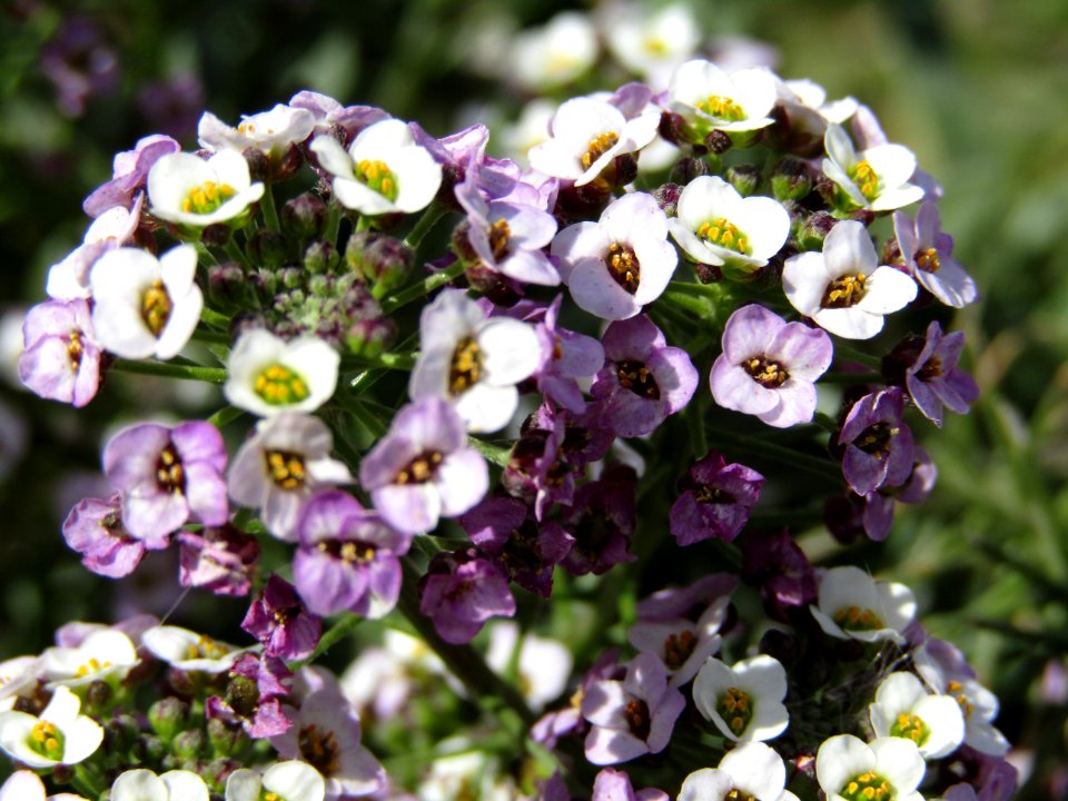 Flower Plant Petal Terrestrial Plant photo