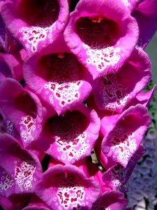 Pink Foxgloves photo