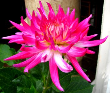 Pink-and-white Cactus Dahlia