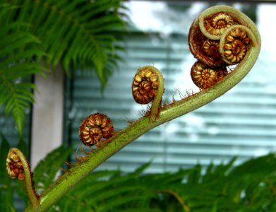 Fern Fiddleheads photo