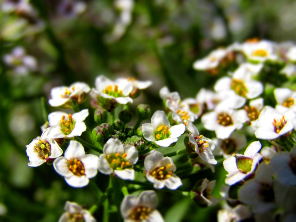 Flower Plant Petal Terrestrial Plant