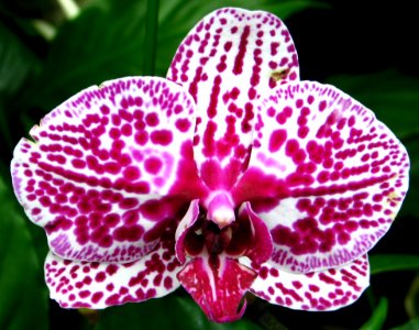 White Orchid With Pink Spots photo