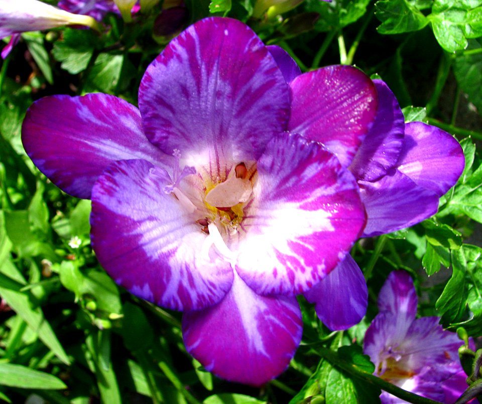 Purple Speckled Freesia