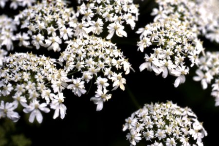 White Clustered Flowers photo