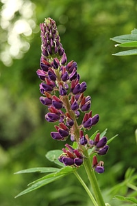 Plant purple flowers spring