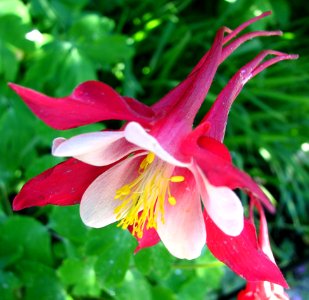 Pink-and-white Columbine