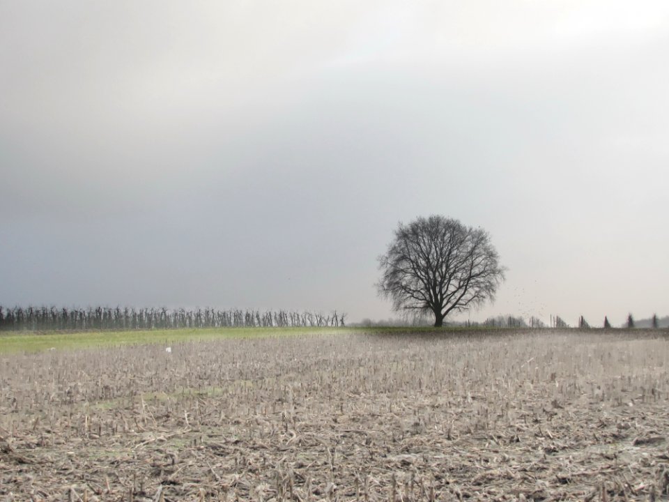 Sky Plant Ecoregion Natural Landscape