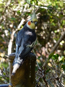 Males bird figure nymphicus hollandicus