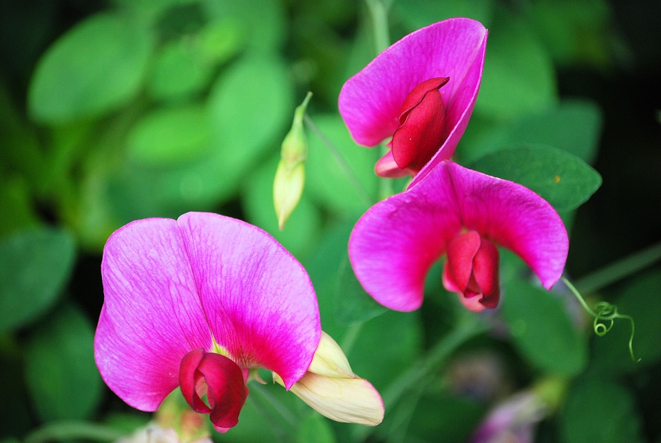 Flowers mauve summer