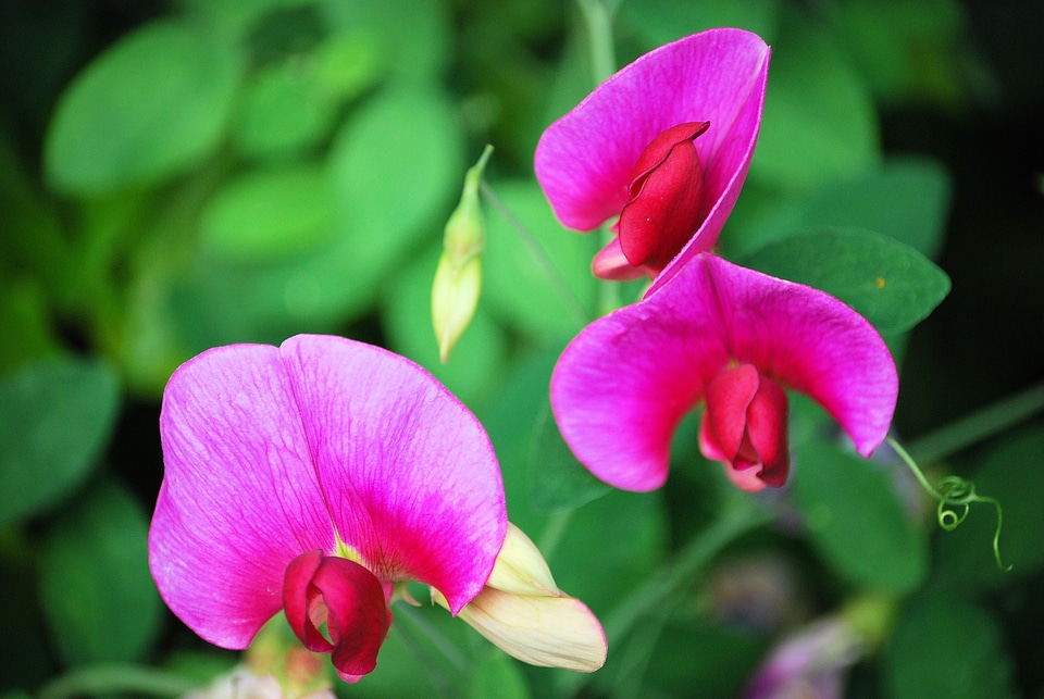 Flowers mauve summer photo