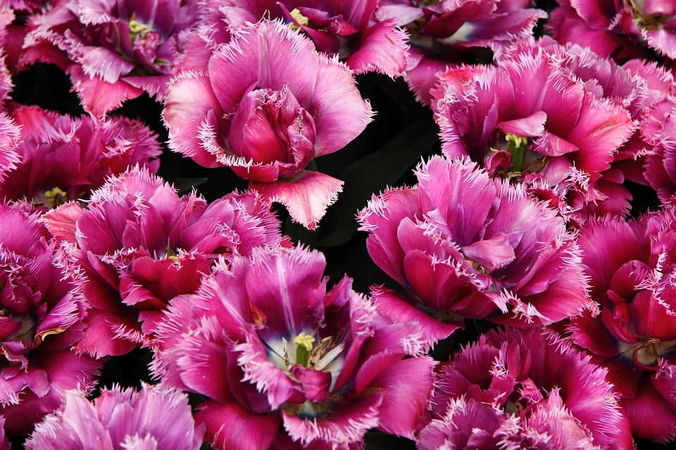 Garden spring plant