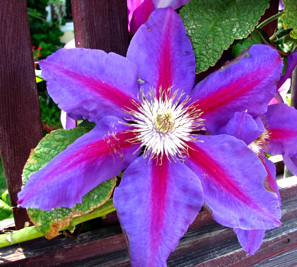 Purple-and-pink Clematis