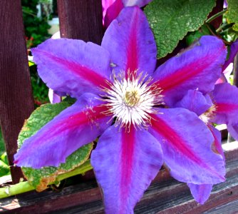 Purple-and-pink Clematis