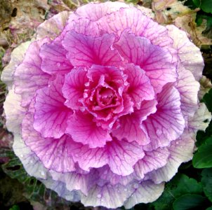 Cabbage Rose 1 photo