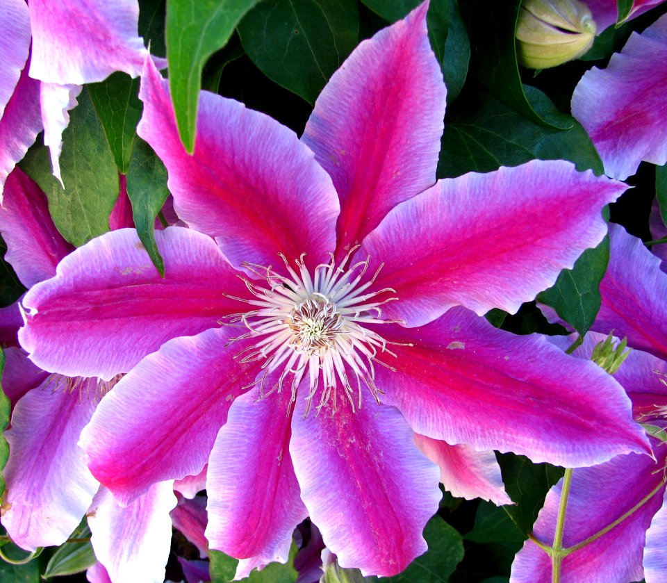 Pink Clematis