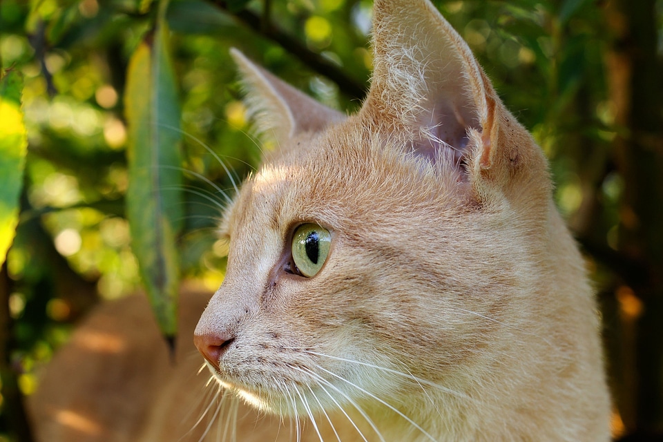 Close up domestic cat face